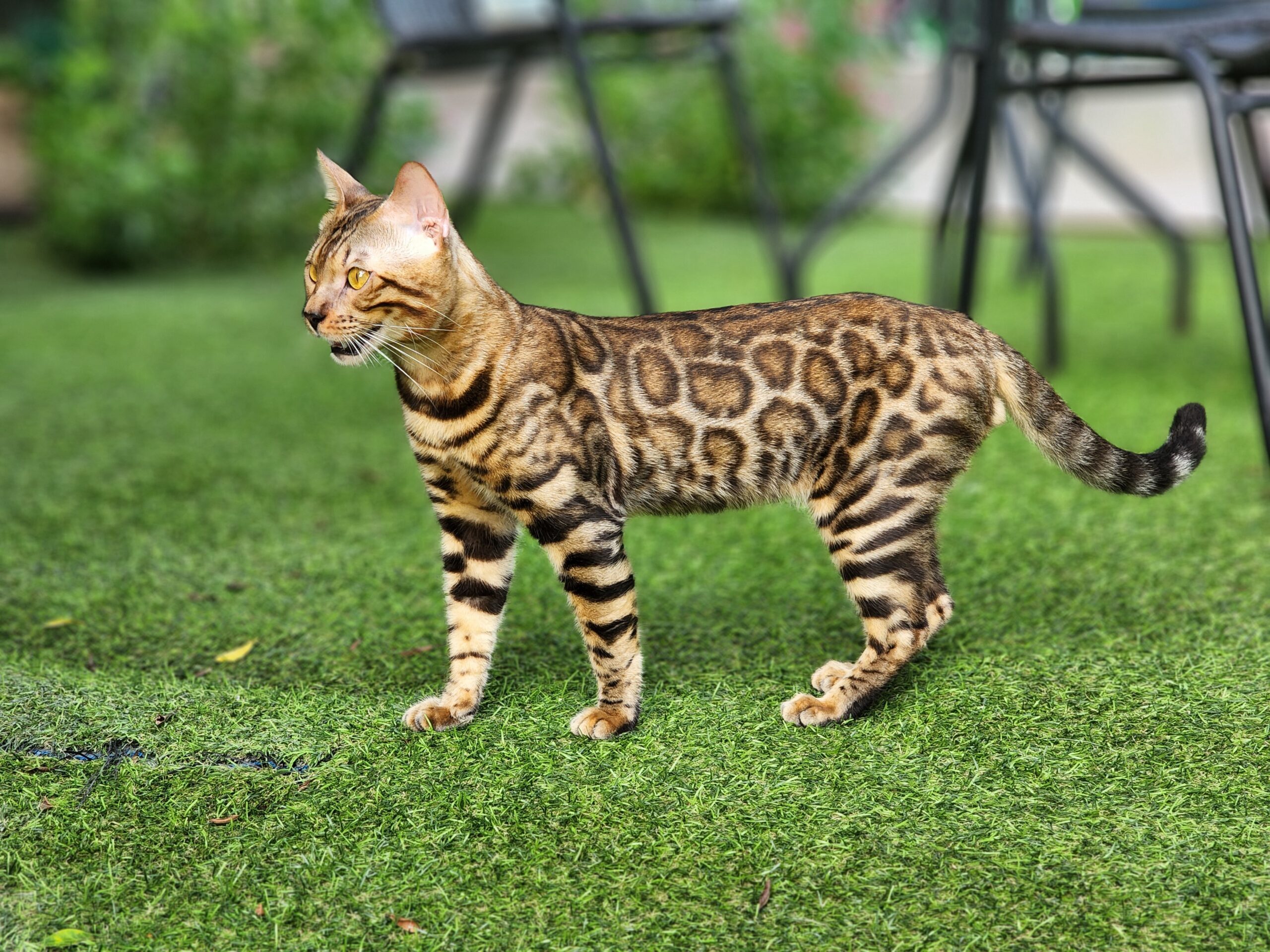 แมวเบงกอล