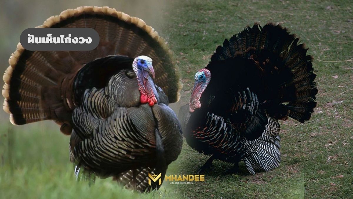 ฝันเห็นไก่งวง